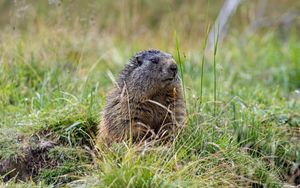 Preview wallpaper marmot, grass, field, small, animal