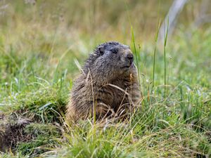Preview wallpaper marmot, grass, field, small, animal
