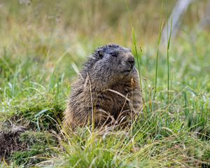 Preview wallpaper marmot, grass, field, small, animal