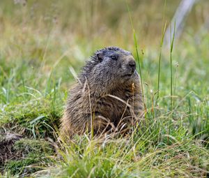 Preview wallpaper marmot, grass, field, small, animal