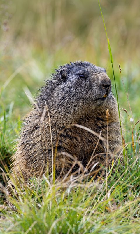 480x800 Wallpaper marmot, grass, field, small, animal
