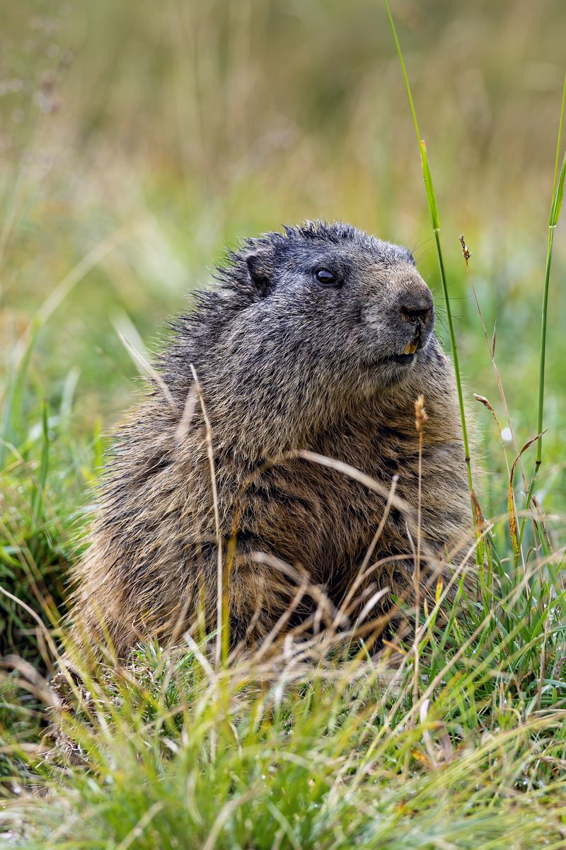 800x1200 Wallpaper marmot, grass, field, small, animal