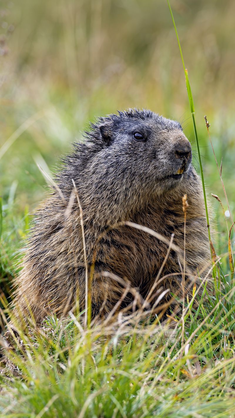 800x1420 Wallpaper marmot, grass, field, small, animal