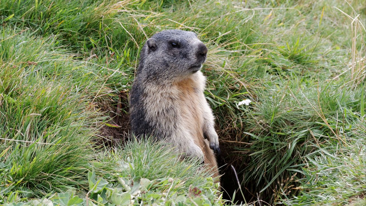 Wallpaper marmot, grass, stand, care