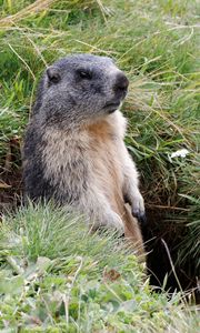 Preview wallpaper marmot, grass, stand, care