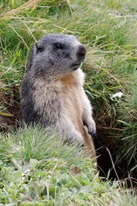 Preview wallpaper marmot, grass, stand, care