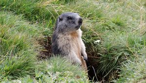 Preview wallpaper marmot, grass, stand, care