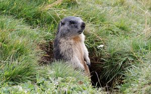 Preview wallpaper marmot, grass, stand, care
