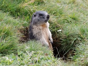 Preview wallpaper marmot, grass, stand, care