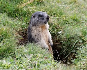 Preview wallpaper marmot, grass, stand, care