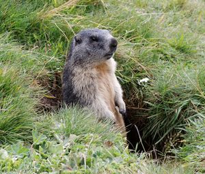 Preview wallpaper marmot, grass, stand, care