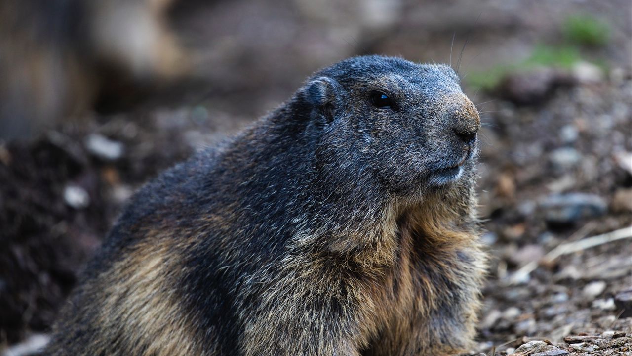 Wallpaper marmot, groundhog, rodent, wildlife
