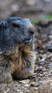 Preview wallpaper marmot, groundhog, rodent, wildlife