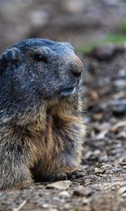 Preview wallpaper marmot, groundhog, rodent, wildlife