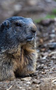 Preview wallpaper marmot, groundhog, rodent, wildlife