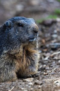 Preview wallpaper marmot, groundhog, rodent, wildlife