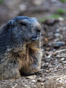 Preview wallpaper marmot, groundhog, rodent, wildlife