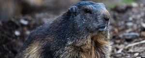 Preview wallpaper marmot, groundhog, rodent, wildlife