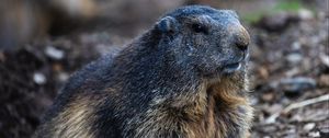 Preview wallpaper marmot, groundhog, rodent, wildlife