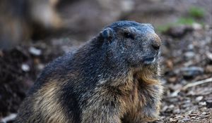 Preview wallpaper marmot, groundhog, rodent, wildlife