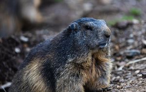 Preview wallpaper marmot, groundhog, rodent, wildlife