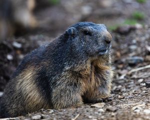 Preview wallpaper marmot, groundhog, rodent, wildlife