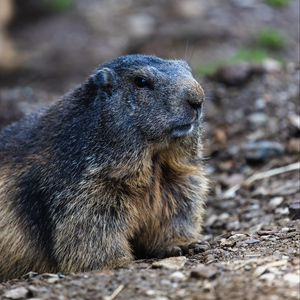 Preview wallpaper marmot, groundhog, rodent, wildlife