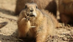 Preview wallpaper marmot, paw, mud