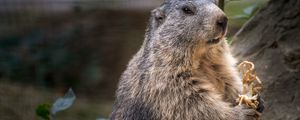Preview wallpaper marmot, rodent, furry