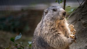 Preview wallpaper marmot, rodent, furry