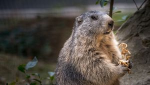 Preview wallpaper marmot, rodent, furry