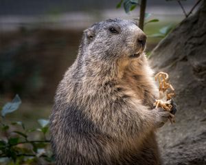 Preview wallpaper marmot, rodent, furry