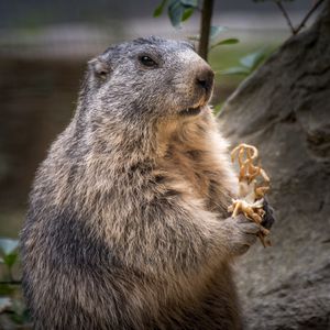 Preview wallpaper marmot, rodent, furry