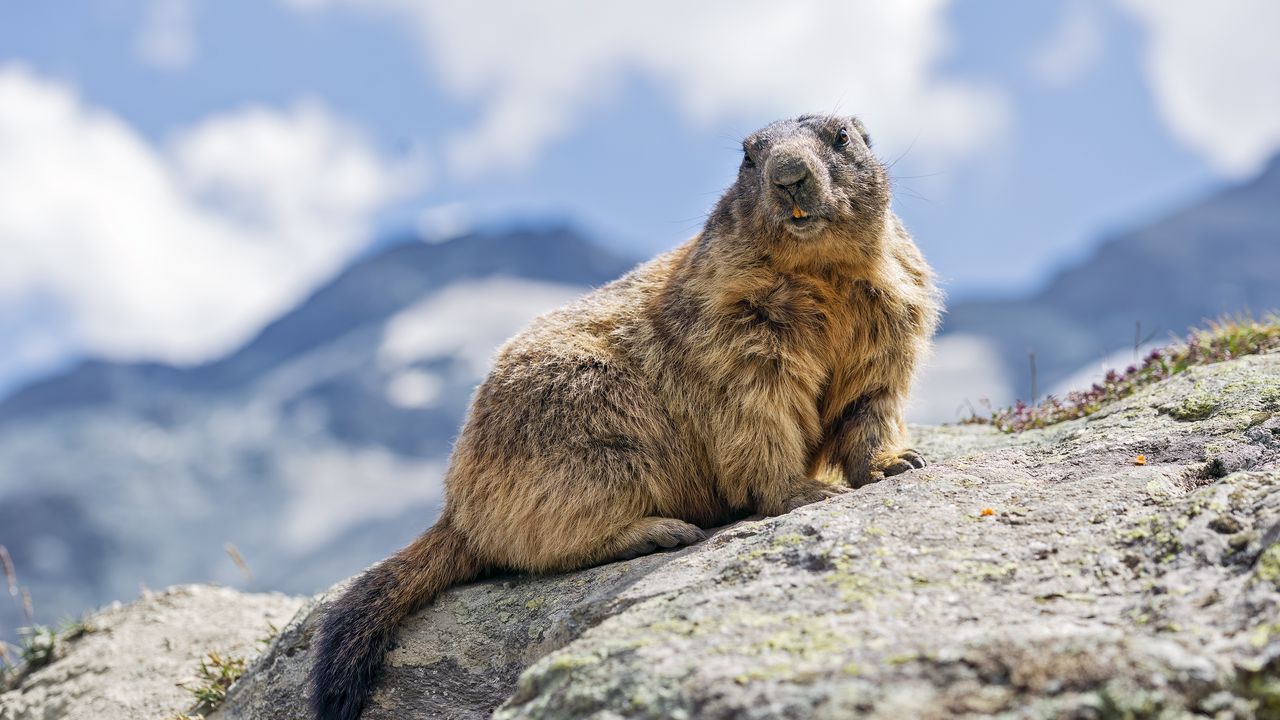 Wallpaper marmot, rodent, stone, wildlife