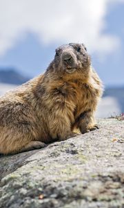 Preview wallpaper marmot, rodent, stone, wildlife