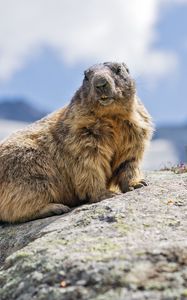 Preview wallpaper marmot, rodent, stone, wildlife