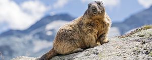 Preview wallpaper marmot, rodent, stone, wildlife