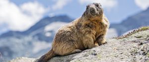 Preview wallpaper marmot, rodent, stone, wildlife