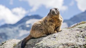 Preview wallpaper marmot, rodent, stone, wildlife