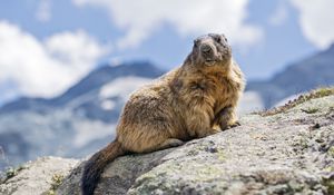 Preview wallpaper marmot, rodent, stone, wildlife