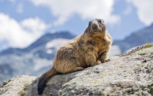 Preview wallpaper marmot, rodent, stone, wildlife