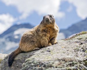 Preview wallpaper marmot, rodent, stone, wildlife