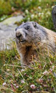 Preview wallpaper marmot, rodent, wildlife, grass, animal