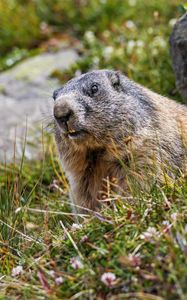 Preview wallpaper marmot, rodent, wildlife, grass, animal