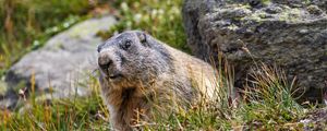 Preview wallpaper marmot, rodent, wildlife, grass, animal