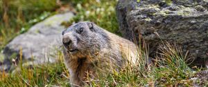 Preview wallpaper marmot, rodent, wildlife, grass, animal