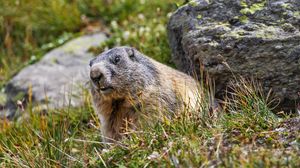 Preview wallpaper marmot, rodent, wildlife, grass, animal