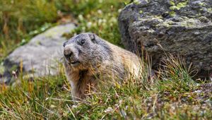 Preview wallpaper marmot, rodent, wildlife, grass, animal