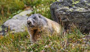 Preview wallpaper marmot, rodent, wildlife, grass, animal