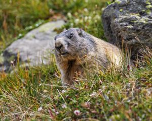 Preview wallpaper marmot, rodent, wildlife, grass, animal